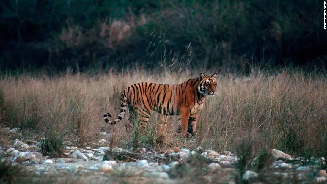 Jim Corbett National Park in India: Filmaker’s tips for your visit