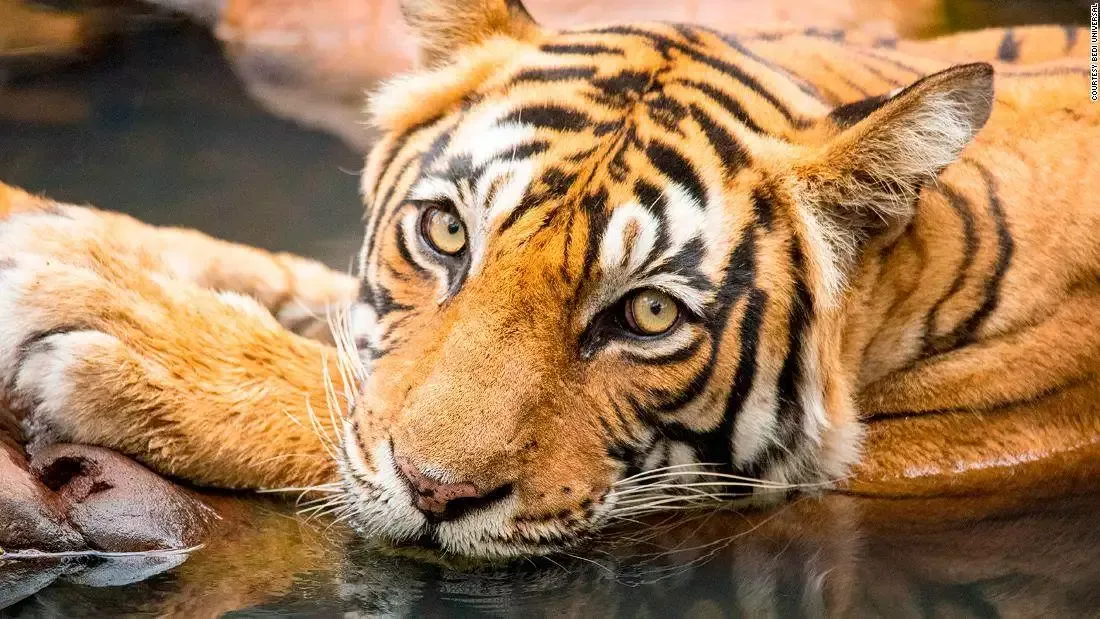 The man behind India’s luxurious Bison Resort