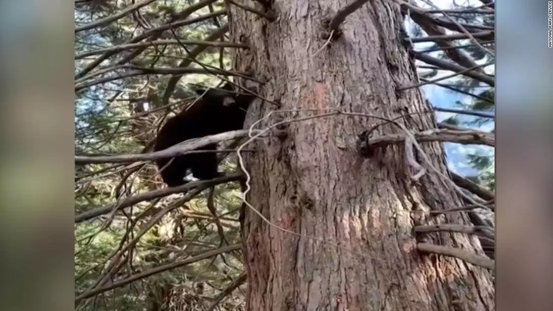 Bears at Yosemite National Park are ‘having a party’