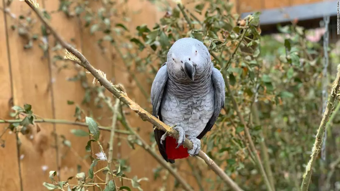 Parrots in British wildlife park moved after swearing at visitors