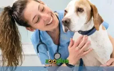 Zooplus: Your Online Friend For Your Pet Care